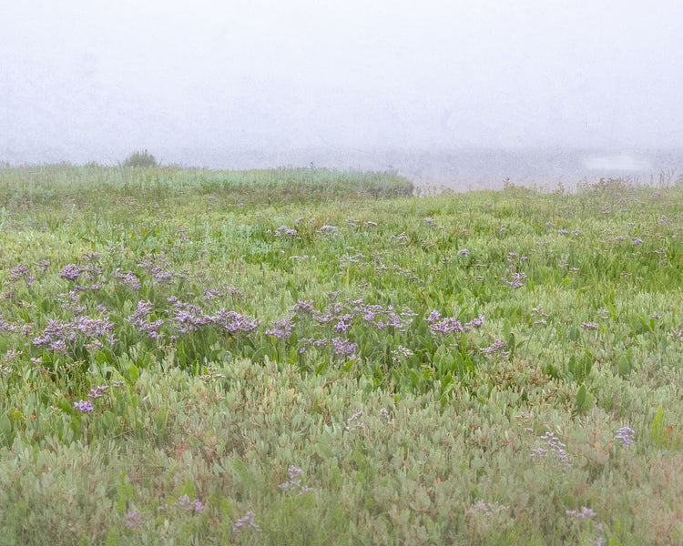 Saltmarsh Series