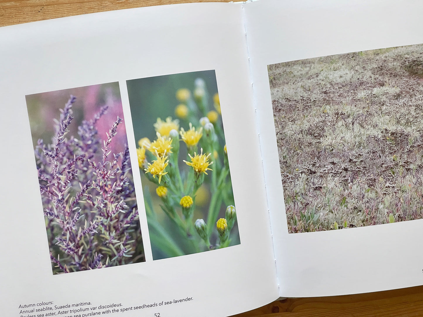 Blue Forest: the fragile, resilient world of the Norfolk Saltmarsh